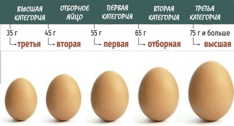 Узнайте количество белка в яйце на 100 грамм