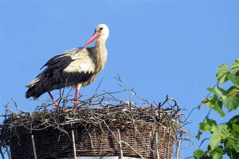 Указание голубью паре место для гнездования