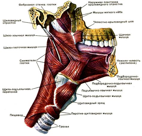 Укрепление мышц глотки и языка