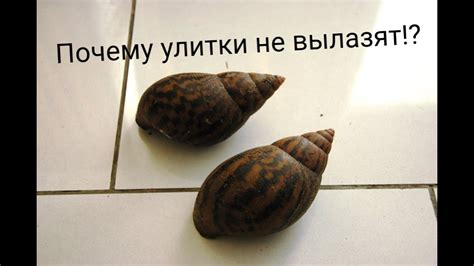 Улитка не вылазит