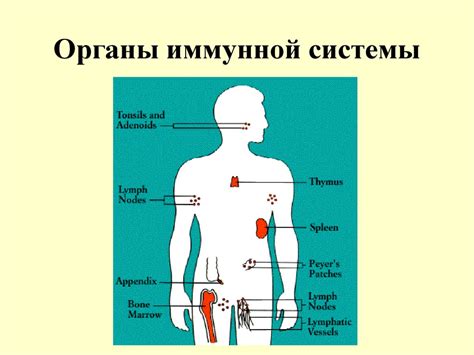 Улучшает работу иммунной системы и повышает ее защитные функции