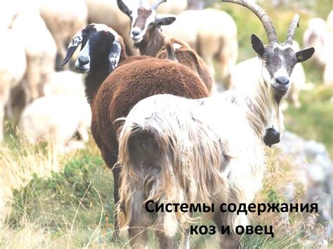 Улучшение пищеварения овец и коз