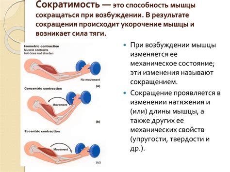 Улучшенная сократимость