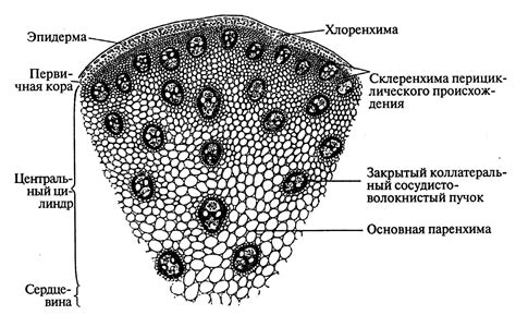 Уникальная структура стебля