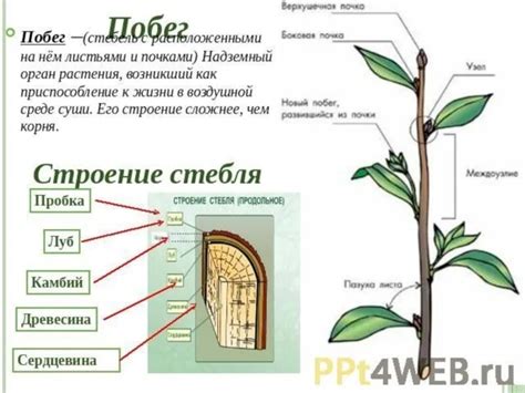 Уникальность структуры стебля фикуса