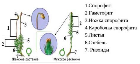 Уникальные особенности кукушкина лена и сфагнума