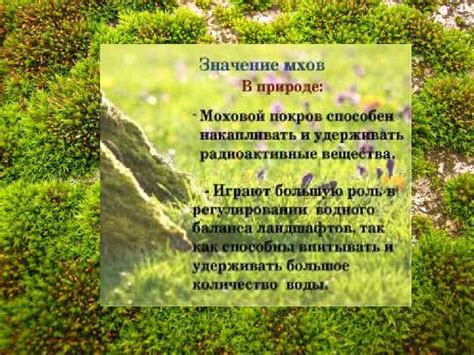 Уникальные особенности мхов: приспособления к жизни в условиях влажности и тени