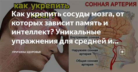 Уникальные рецепторы и сосуды