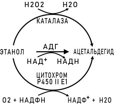 Уникальные стратегии метаболизма объектов без каталазы