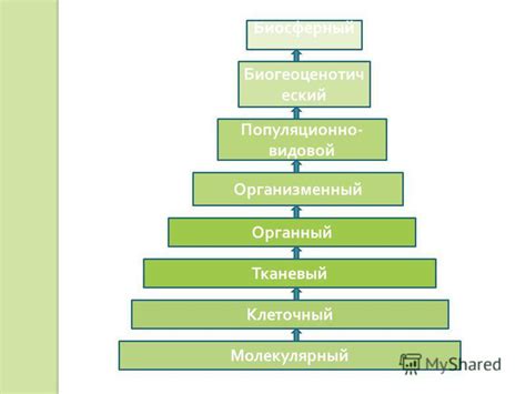 Уровни Монеси и их особенности