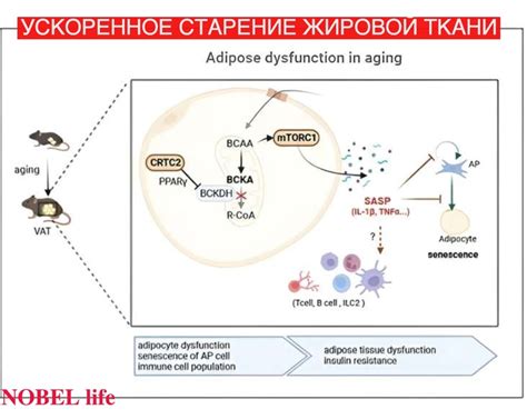 Ускоренное старение ткани