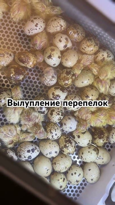 Ускорить процесс вылупления