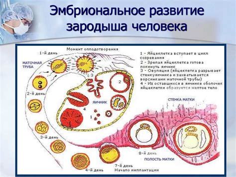 Условия для оплодотворения яйцеклетки