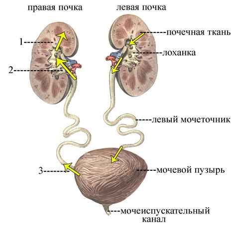 Устройство и функции мочевого пузыря у млекопитающих