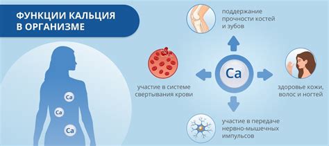 Утилизация кальция в организме