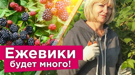 Уход за ягодами для сохранения вкуса