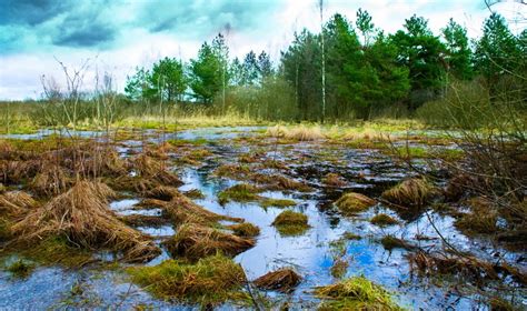 Ухудшение качества воды из-за осушения болот