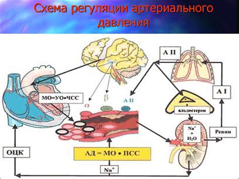 Ухудшение регуляции кровяного давления