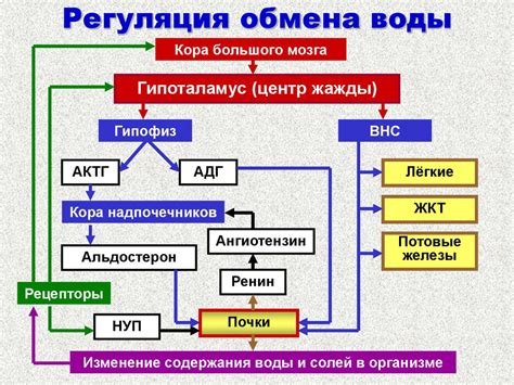 Участие в регуляции водно-солевого баланса: необходимое условие жизни