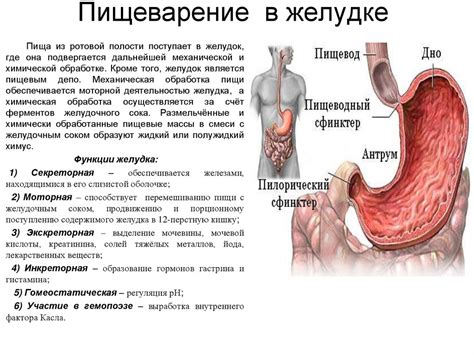 Участие желудка в процессе пищеварения