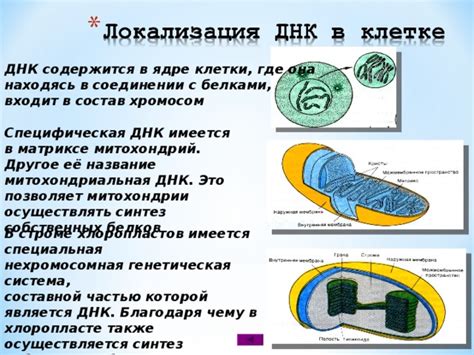 Участие митохондрий в синтезе белков