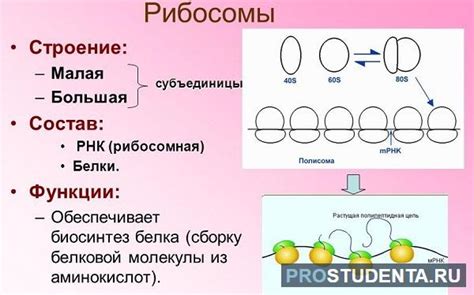 Участие рибосом в синтезе белка