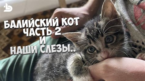 Учим кота другому виду взаимодействия