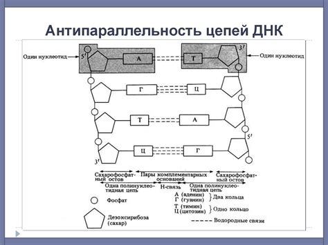 Факторы, влияющие на антипараллельность ДНК