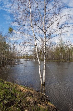 Факторы, влияющие на потребность березы в воде