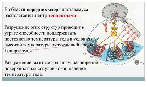 Факт #6: Терморегуляция