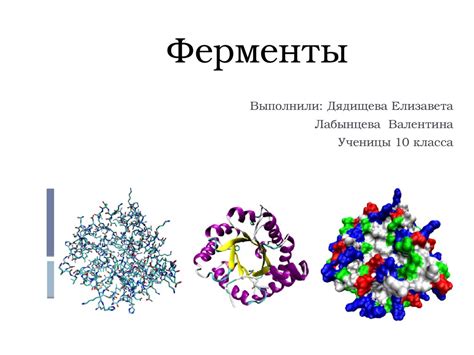 Фермент и его роль