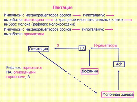 Физиологические изменения в послеродовом периоде