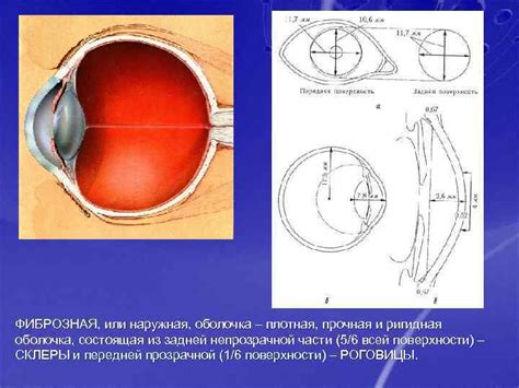 Физиологические особенности глазного яблока