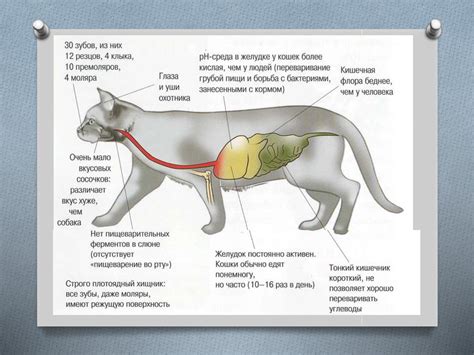 Физиологические особенности пищеварения собак и кошек