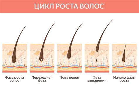 Физиологические особенности роста волос