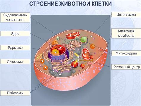 Физиологические процессы в клетке