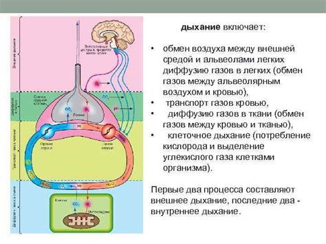 Физиологический процесс активации перистальтики