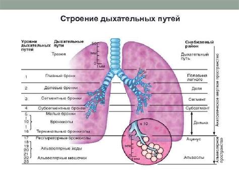 Физиологический процесс дыхания