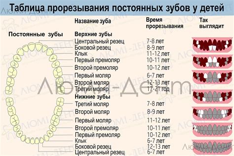 Физиологический процесс роста зубов