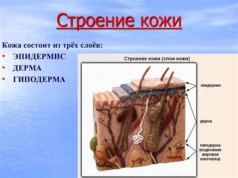 Физиологическое развитие кожи