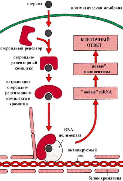 Физиология влюбленности и роли гормонов