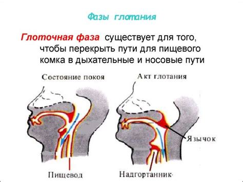 Физиология глотания и ощущение движения воды