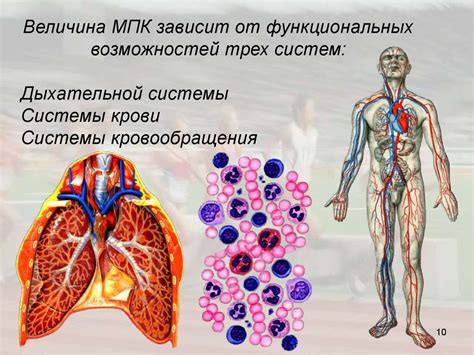 Физиология дыхания собаки