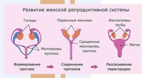 Физиология женской репродуктивной системы