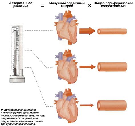 Физиология изменения артериального давления