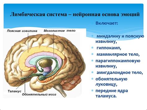 Физиология и эмоции