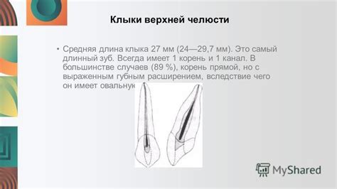 Физиология клыка василиска: почему он действенен