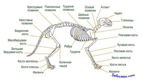 Физиология лапы кошки