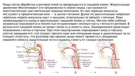 Физиология переваривания