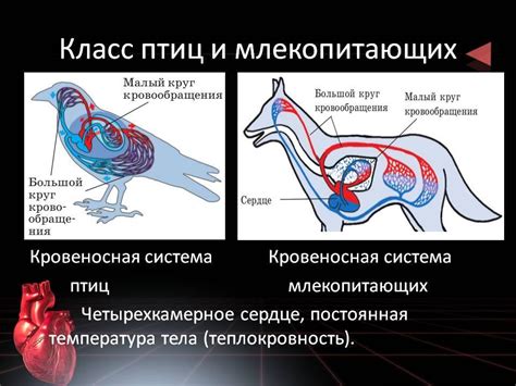 Физиология у млекопитающих и птиц